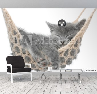 Bild på Cute gray kitten lying in hammock